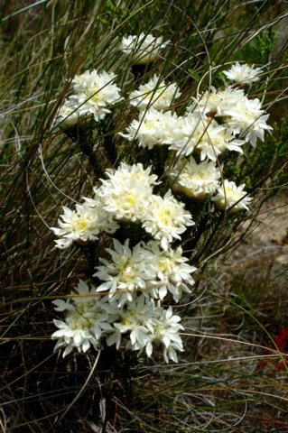 Lachnaea eriocephala flowering